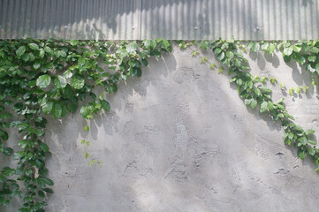 Close up shot of ivy leaf on concrete wall with shadow and light