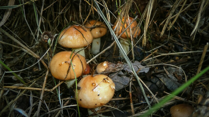Young autumn mushrooms in a pine forest. Close-up, evening, the light of the setting sun.