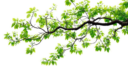 Fototapeta premium Green leaf branch isolated on white background, vibrant foliage for natural and eco-friendly themes.