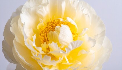 Ranunculus flower against plain background  .