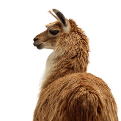 Obraz premium A majestic llama with soft, fluffy fur, exuding a calm demeanor against a clean, white background.