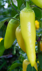 Sweet yellow pepper ready to harvest