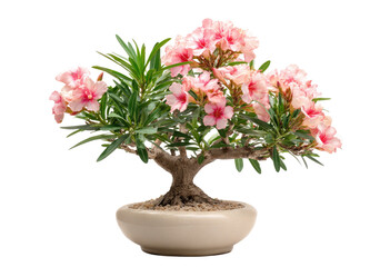 Pink bonsai blooms in a light beige pot