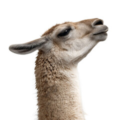 Obraz premium A close-up of a llama with a calm expression against a transparent background, showcasing its unique fur texture and facial features.