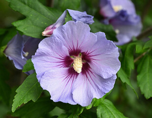Beautiful close-up of hibiscus syriacus © Sylvaris Studio