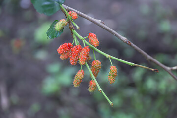 Mulberry fruits are grown on organic farms in Myanmar. Morus Alba, Murbei, Kertau, Besaran. This fruit also provides essential nutrients for health.