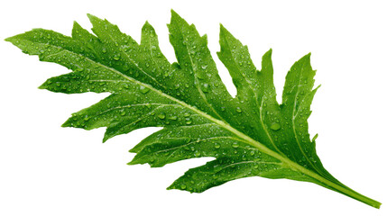 Obraz premium A vibrant green leaf with droplets of water, isolated on a white background.