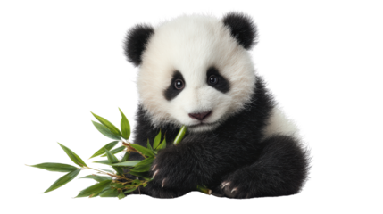 Adorable panda cub chewing on bamboo against a white isolated background.