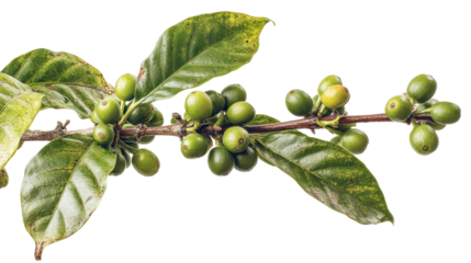 Coffee branch with green berries and leaves on a white isolated background.