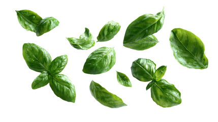 Fresh basil leaves scattered on a white isolated background