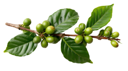 Fresh coffee branch with green berries and leaves, isolated on a white background.