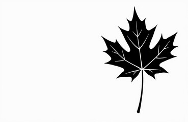 Fototapeta premium A black maple leaf silhouette on a white background with ample space for text or design elements