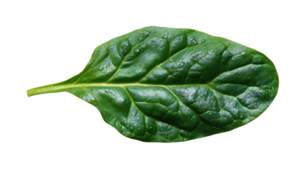 Fresh green spinach leaf on a white isolate background.