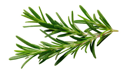 Fototapeta premium Fresh rosemary sprig on a white isolated background for culinary or herbal use.