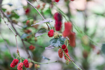Mulberry fruits are grown on organic farms in Myanmar. Morus Alba, Murbei, Kertau, Besaran. This...