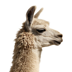 Obraz premium A close-up profile of a fluffy white llama with expressive eyes against a solid black background.