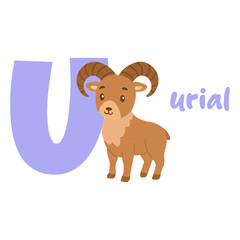 U alphabet urial cute animal cartoon. Letter u with wild sheep illustration for kids learning. Baby urial vector. Nursery wall art.