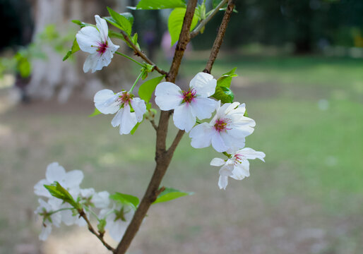 桜の花と公園に光が当たっている風景が美しい