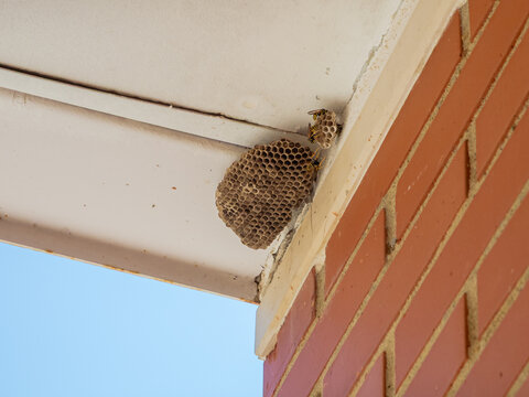 Colony of wasps building their nest in an urban corner, between the white ceiling and the red bricks.