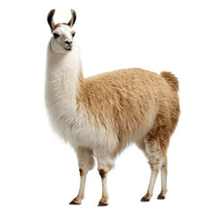 Obraz premium A majestic llama with a fluffy cream and brown coat, standing gracefully against a plain background, showcasing its charming presence.