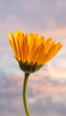 Fototapeta premium A single yellow calendula flower against a soft sunset sky