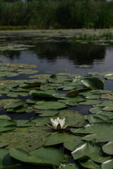 Single water lily blooming among green lily pads in a calm pond vertical