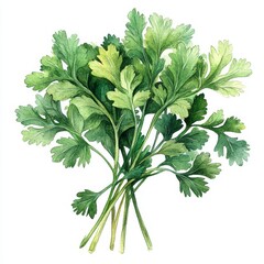 Watercolor cilantro in white background