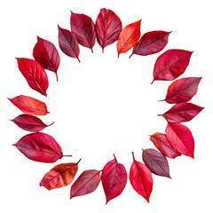 Circular arrangement of vibrant red autumn leaves isolated on transparent background
