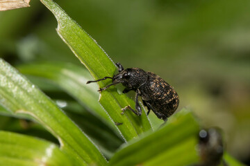 Vine Weevil - Otiorhynchus sulcatus