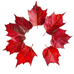 Vibrant red maple leaves arranged in a circular pattern isolated on transparent background