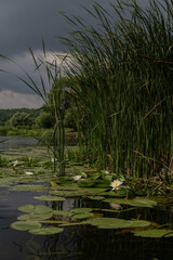 Dense reeds and blooming water lilies in swamp vertical