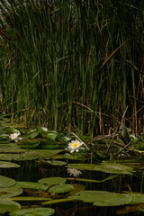Water lilies and reeds on calm river, vertical