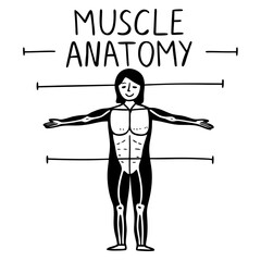 Human Muscle Anatomy Diagram human body illustration