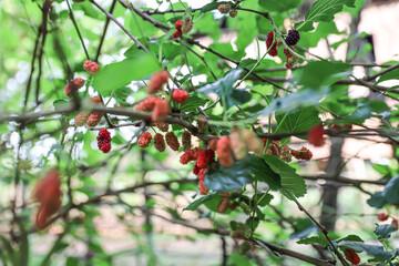 Ripe red mulberry berries, full of fruit, are on the tree in the organic farm. Taken in a Myanmar...