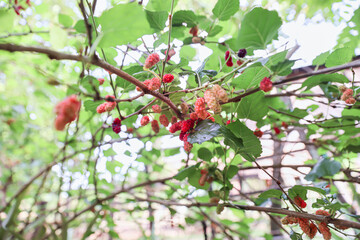 Ripe red mulberry berries, full of fruit, are on the tree in the organic farm. Taken in a Myanmar...
