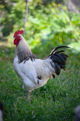 Adult rooster in the yard