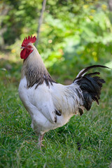 Adult rooster in the yard