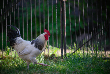 Adult rooster in the yard