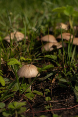 Single mushroom among green forest grass, vertical