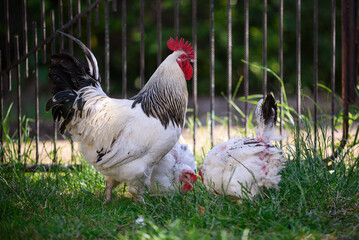 Adult rooster in the yard