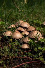 Group of mushrooms on forest floor, vertical
