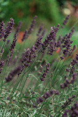 Field of blooming lavender in garden Vertical