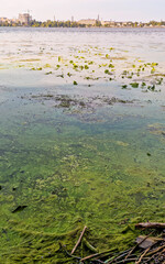 Water pollution by blooming blue-green algae (Cyanobacteria). Industrial cityscape on horizon....