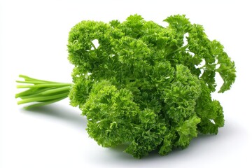 Fototapeta premium Parsley Curly. Fresh Green Herb Bush with Curly Leaves