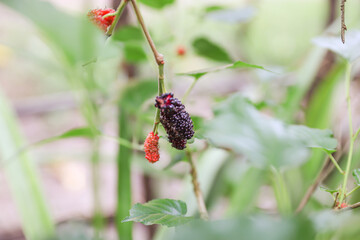 Mulberry fruits are grown on organic farms in Myanmar. Morus Alba, Murbei, Kertau, Besaran. This...
