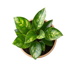 Aerial View of Vibrant Potted Plant with Lush Green Leaves for Interior Decor