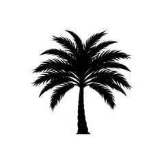 Silhouette of a tall palm tree with lush green fronds isolated on white background isolated on transparent background
