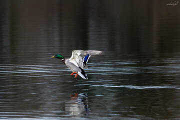 seagull in flight