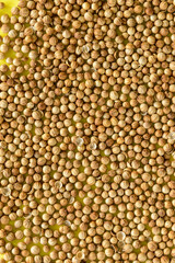 SEMILLAS DE CILANTRO (Coriandrum Sativum)