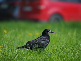 Rook walking on grass on a sunny day